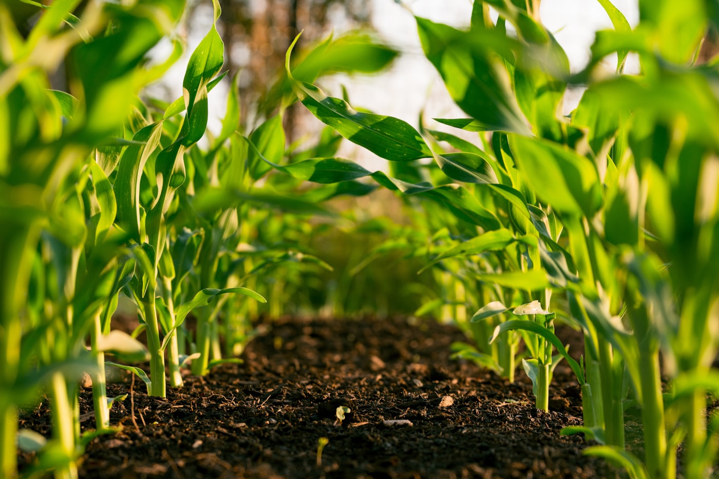 Agriculture PUE deployment in Nigeria
