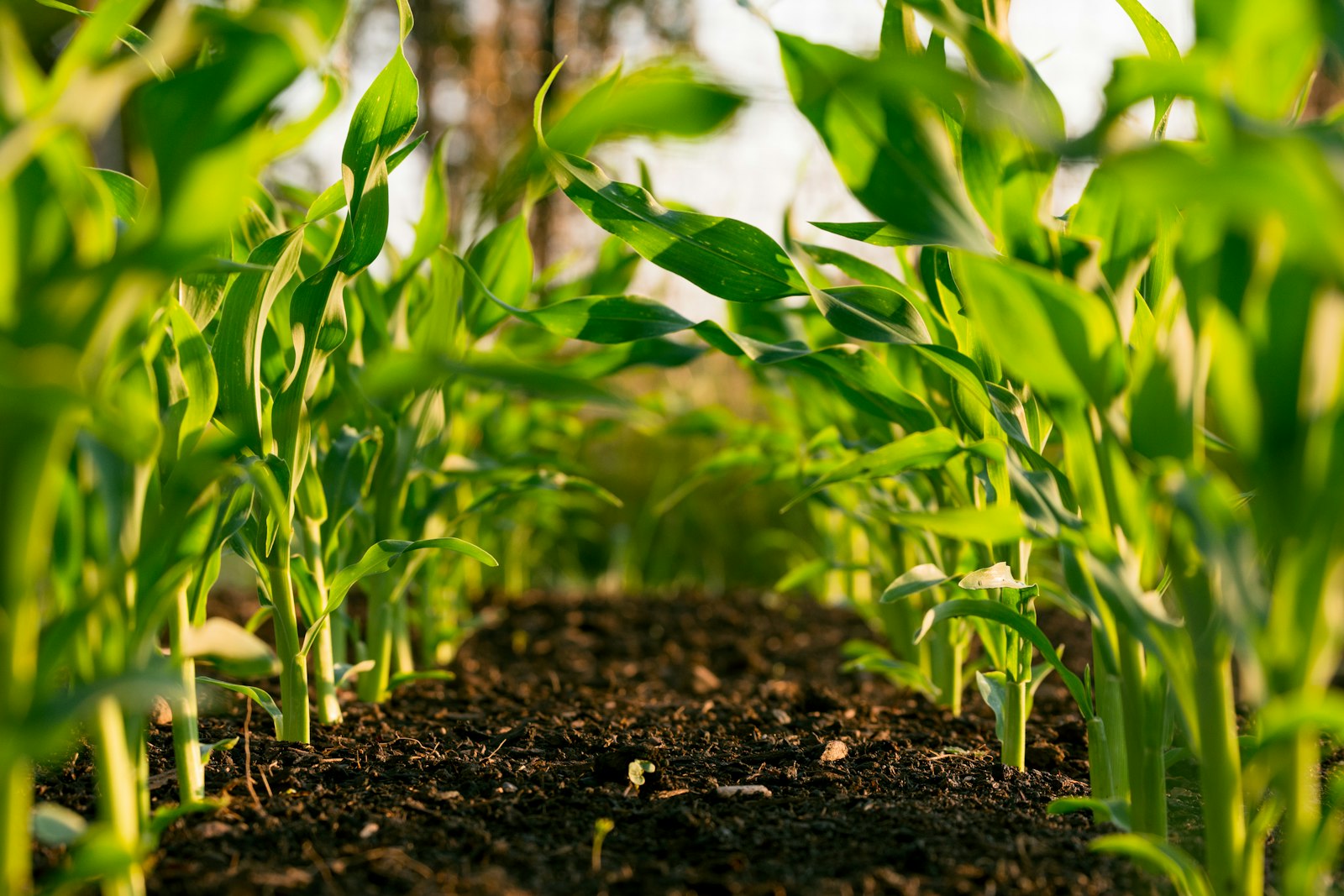 Bioenergy feedstock facility in Nigeria